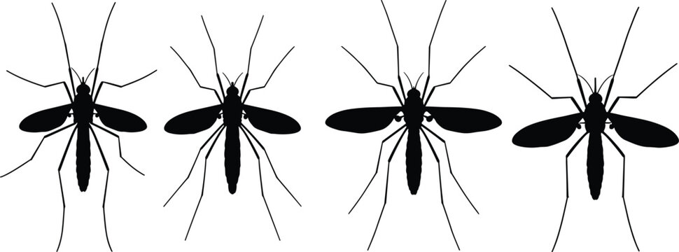 Illustration of mosquito hawk (crane fly) insects in black silhouette. This design showcases various views of mosquito hawks, commonly found in gardens and outdoor environments.