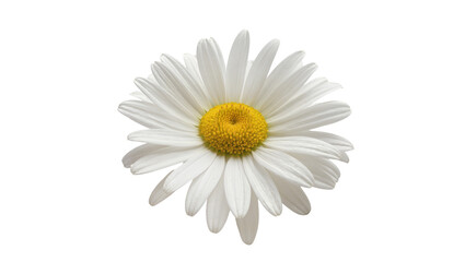 Fototapeta premium Single White Daisy Flower with Yellow Center Disc