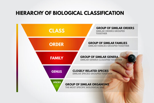 Hierarchy of Biological Classification showing taxonomic ranks from species to class, including genus, family, and order. Hand points to the most specific biological unit on the chart