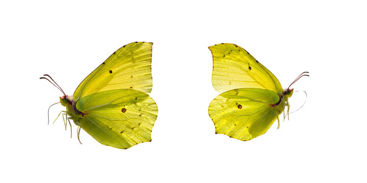Vibrant Yellow Brimstone Butterflies Isolated on White Background, Common Brimstone Butterfly Pair with Wings Closed, Natural Insect Specimen Set for Creative Design Projects