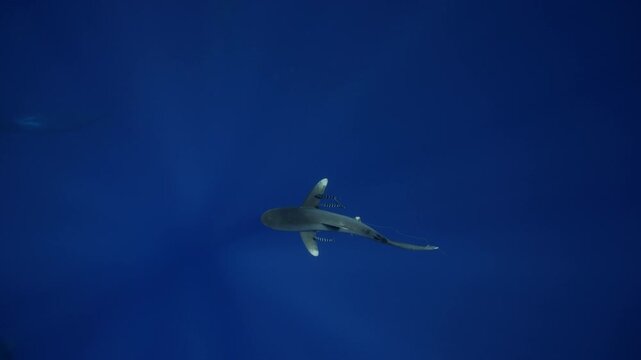 Oceanic whitetip shark escorted by remoras. Calm confident, shark moves gracefully through blue water, embodying beauty and danger of open-ocean ecosystems. Responsible eco-tourism support marine