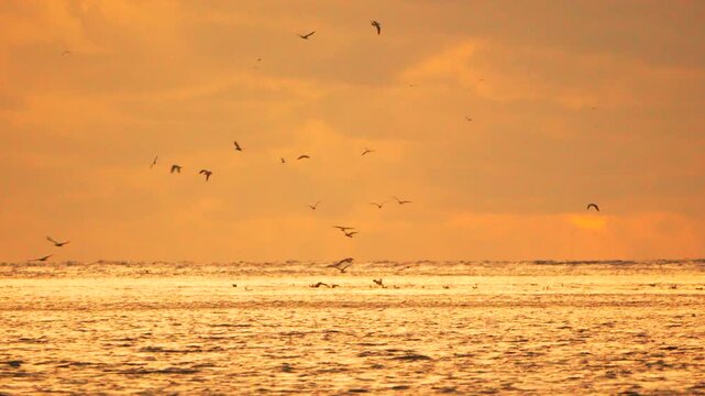 Seagulls ocean sunset flying over the shimmering golden waves of the sea under a dramatic orange sky Vertical video