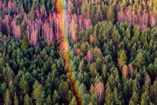 Aerial view of a vibrant rainbow stretching across a dense forest with mixed green and reddish foliage in Cairngorms National Park Scotland, United Kingdom.