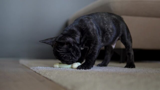 An authentic scene of a brindle French Bulldog puppy chewing on a toy on a living room carpet. Perfect for pet care and wellness content.