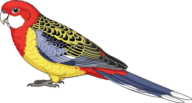 PrintColorful Eastern Rosella parrot vector illustration, detailed bird design with flat colors and bold outlines style.