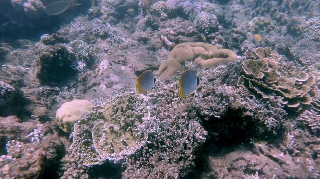Dolly forward following a pair of panda butterflyfish swimming along crispy crust acropora observed during snorkeling in Dauin, Philippines