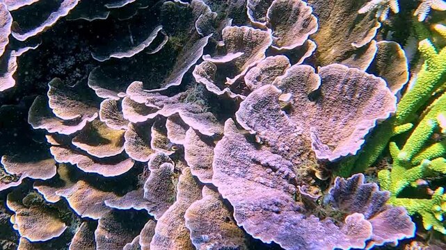 Overhead view moving forward along the coral reef showing the texture and pattern of turbinaria and acropora bathe in light refraction creating a hypnotic vibrant underwater scene. Dauin, Philippines