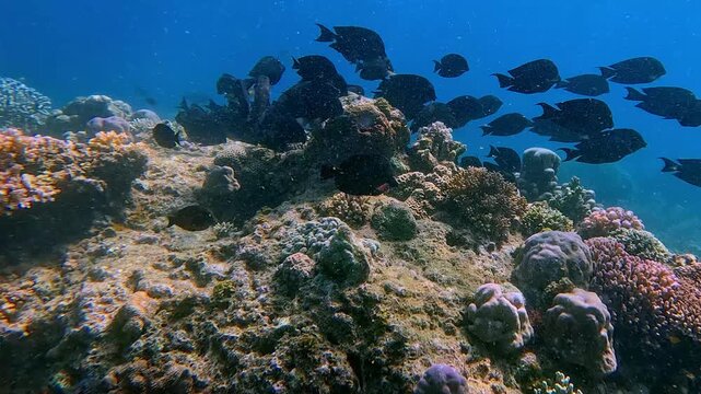 Dolly forward tilt up to reveal a group of black tang and brown surgeonfish gathered in a feeding frenzy before dispersing and swimming away in a vibrant coral reef. Dauin, Philippines