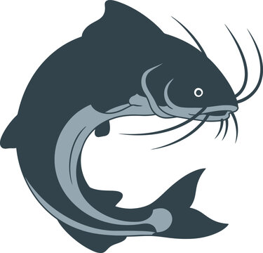 Dark gray catfish with whiskers swimming.
