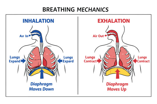 Human breathing mechanics inhalation and exhalation diagram illustration Vector