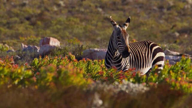 Low angle slomo view over swaying fynbos of masticating Cape Mountain Zebra