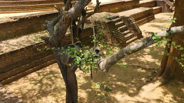 Two toque macaques monkeys perched in a tree overlooking Polonnaruwa temple ruins in Sri Lanka, sunlit scene where wildlife and ancient cultural heritage meet in a lush tropical landscape
