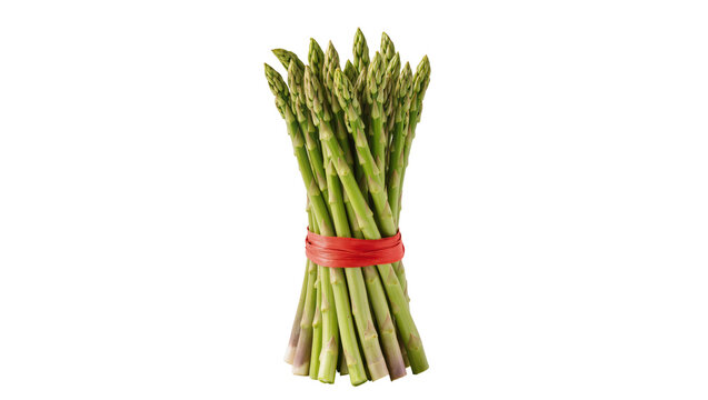 Fresh green Asparagus bundle tied with red string