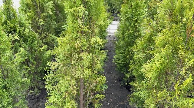 Small green thuja trees in pots, outdoor flower shop display under bright daylight, dark soil pathways between containers, neat.