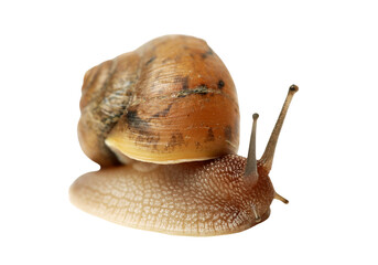 Garden snail with brown shell crawling, common land mollusk isolated on transparent background PNG © EDRHIM