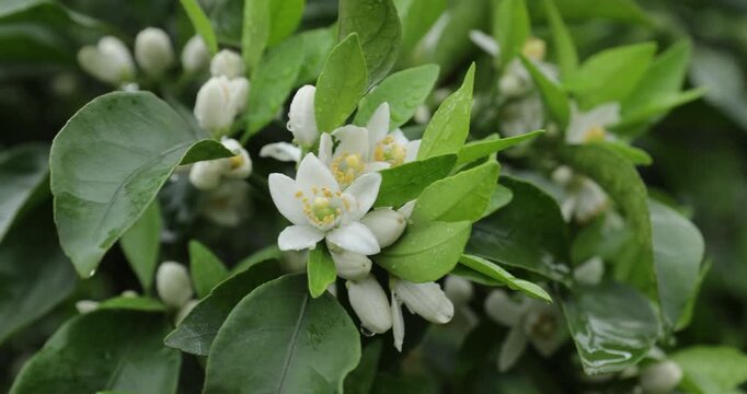 Orange trees flowering in spring
