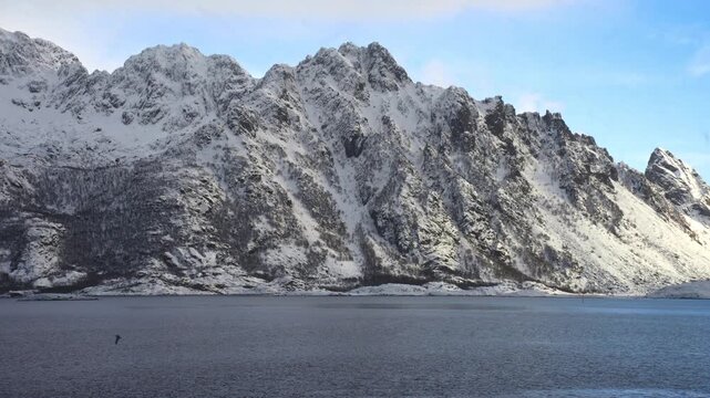 Apex eagles hunting for seafish around Trollfjord Norway