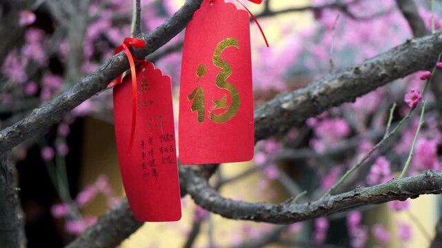 Traditional red prayer envelopes with gold calligraphy hang from the branches of a blooming cherry blossom tree in China.