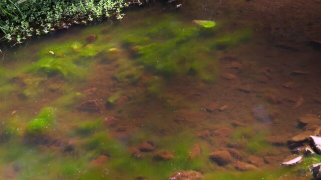 Algae and rocks floating vin a shallow stream water in summer, Nebraska, USA