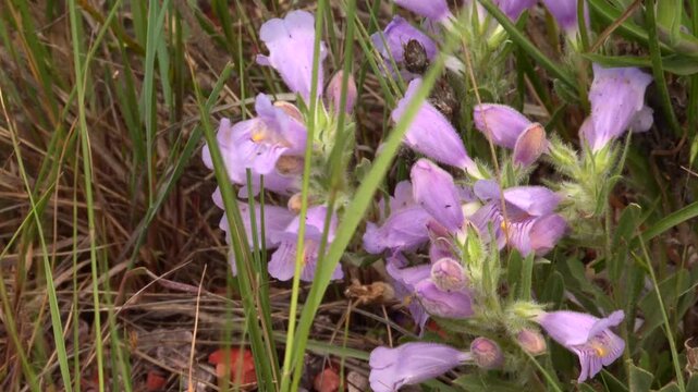 Penstemon flowers blooming in grass, representing Nebraska flora in USA