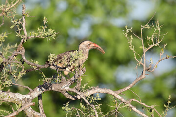 Red-billed hornbill on to of a bush in the Kruger National Park © John