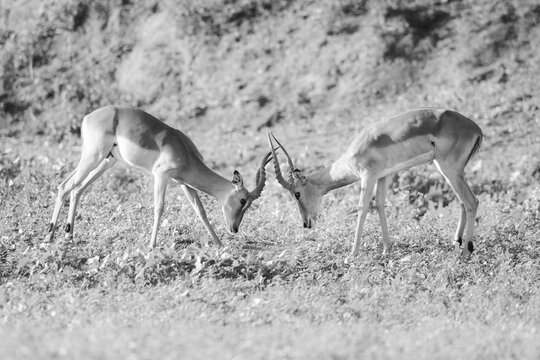 Two impala rams fighting in the early morning at the Kruger National Park