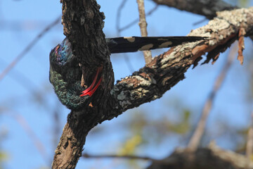 Green wood-hoopoe looking for worms to eat in a tree © John
