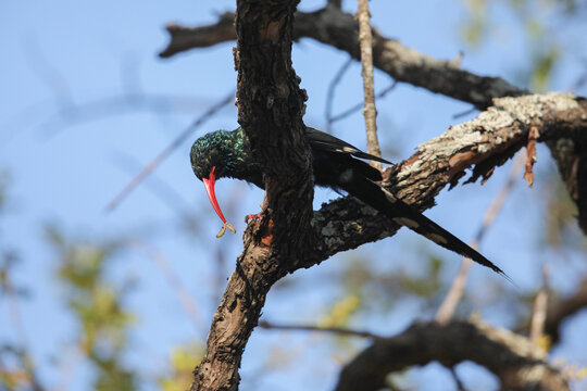 Green wood-hoopoe looking for worms to eat in a tree