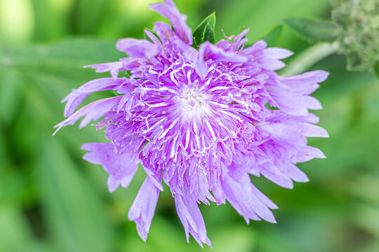 Beautiful purple Stokesia flower (Stokes' Aster) blooming in a bright summer garden, macro shot.