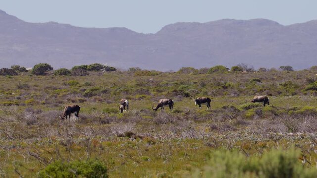 Endemic Bontebok herd with dark-brown coats grazing in field, Cape Point reserve