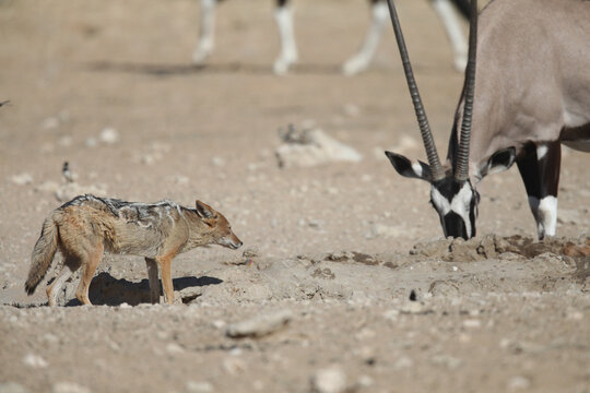 Black-backed jackal wanting to drink water but being scared of a gemsbok