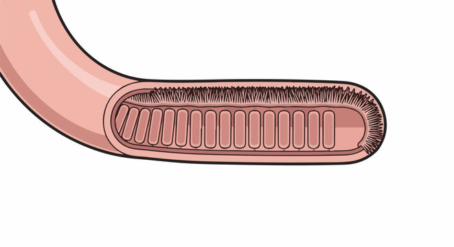 Cross-section of a biological tube showing villi and internal structures