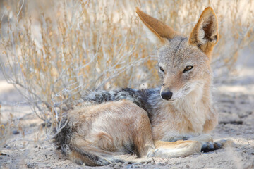 Black-backed jackal resting in the Kalahari Desert © John
