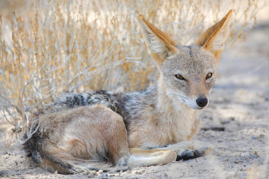 Black-backed jackal resting in the Kalahari Desert