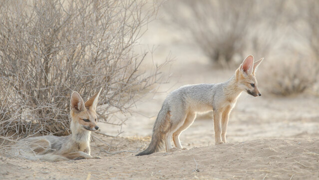 Cape fox near its den going about daily business