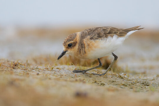 Kittlitz plover looking for food on the ocean shore
