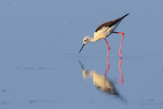Black-winged stilt looking for food in shallow river water
