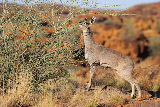 Small klipspringer antelope eating from a bush on a mountain