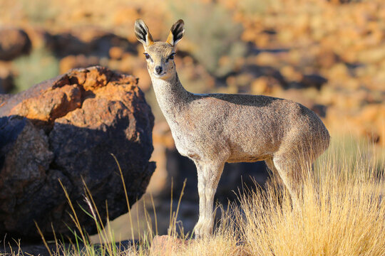 Small klipspringer antelope looking out for danger from rocky mountain