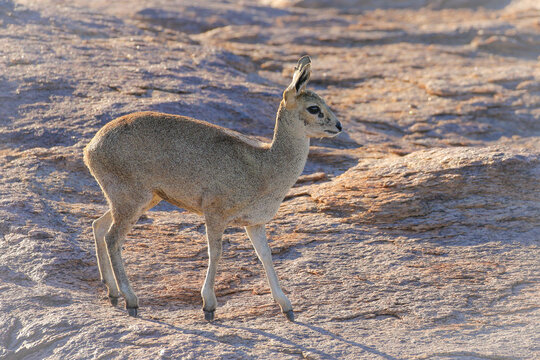 Small klipspringer antelope looking out for danger from rocky mountain