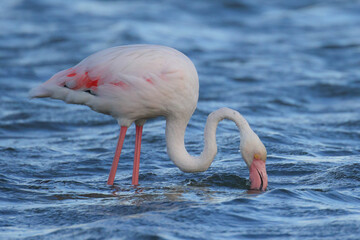 Fototapeta premium Flamingo looking for food in lagoon water