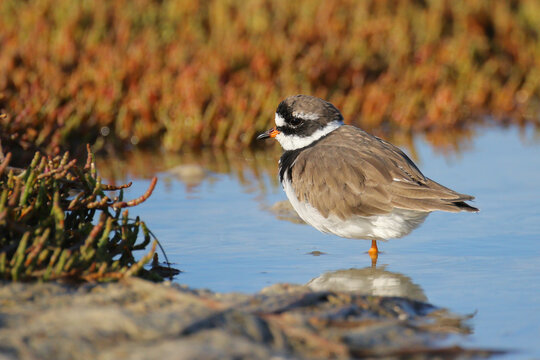 Three-ringed plover standing in shallow water