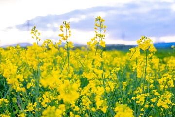 Obraz premium beautiful yellow rapeseed flowers blooming field summer landscape, young rapeseed plants in sun, ripening agro culture, agricultural growing, environmentally friendly plants, vegetable oil production