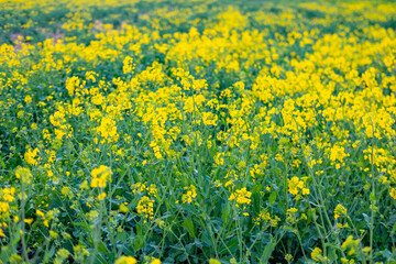 Obraz premium beautiful yellow rapeseed flowers blooming field summer landscape, young rapeseed plants in sun, ripening agro culture, agricultural growing, environmentally friendly plants, vegetable oil production