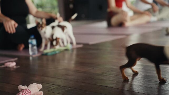 Adorable puppies playing during a yoga class