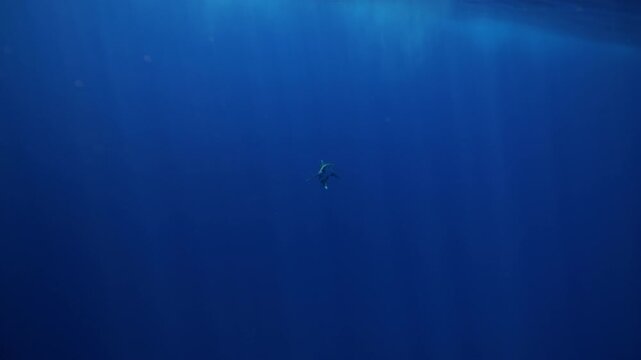 Underwater freediver and sperm whale. Two species meet in deep. Sperm whale and diver meet in open ocean under strict ethical guidelines. Responsible eco-tourism supports marine protection education.