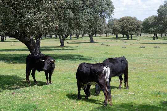 Una manada de vacas bravas con sus becerros en una ganader&iacute;a de Salamanca, Espa&ntilde;a.