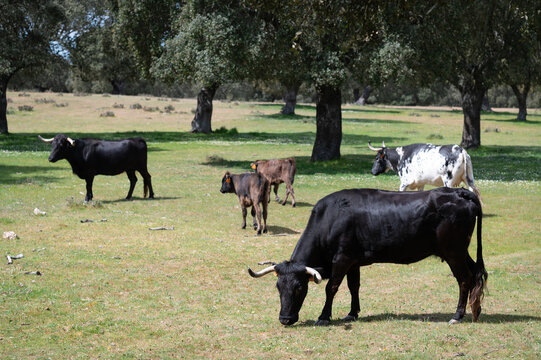 Una manada de vacas bravas con sus becerros en una ganader&iacute;a de Salamanca, Espa&ntilde;a.