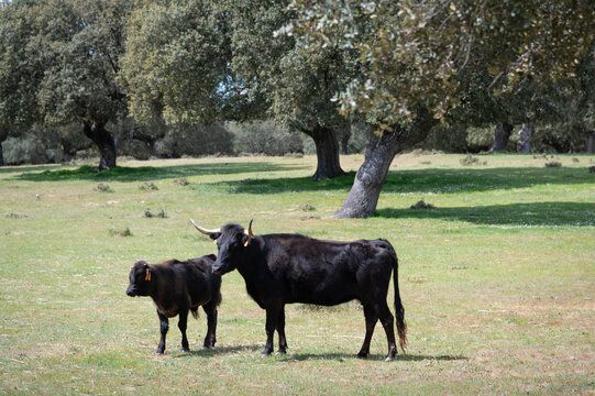Una vaca brava con su becerro pastando en una ganader&iacute;a de toros bravos de Salamanca, Espa&ntilde;a.