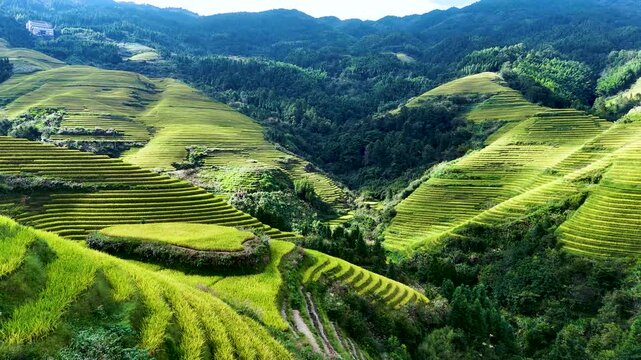 Aerial view of Longsheng Rice Terraces in the Guangxi Region, China